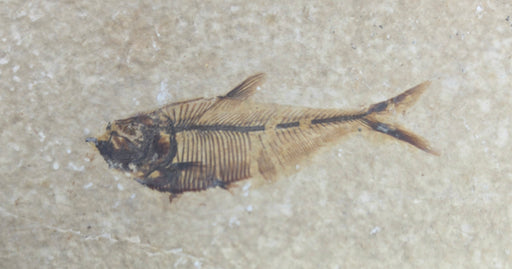 In Stone Fossils 