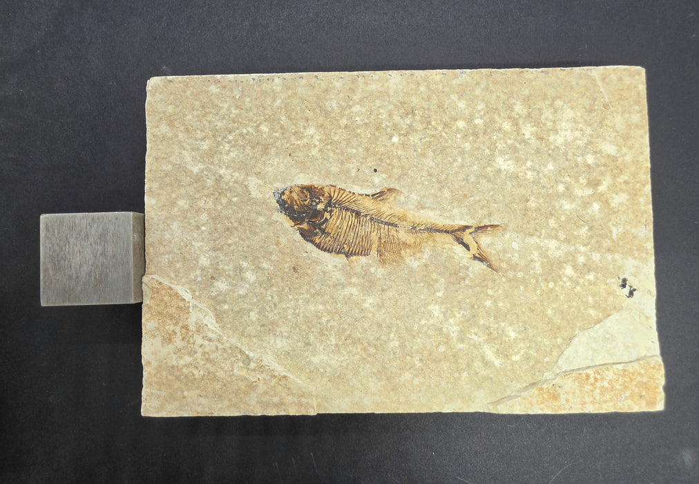 Juvenile Diplomystus dentatus | Green River Formation | Wyoming