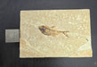 In Stone Fossils 