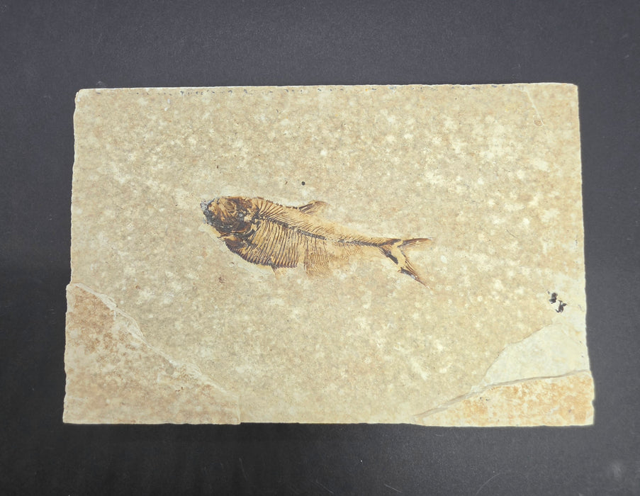 Juvenile Diplomystus dentatus | Green River Formation | Wyoming
