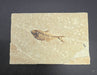 In Stone Fossils 