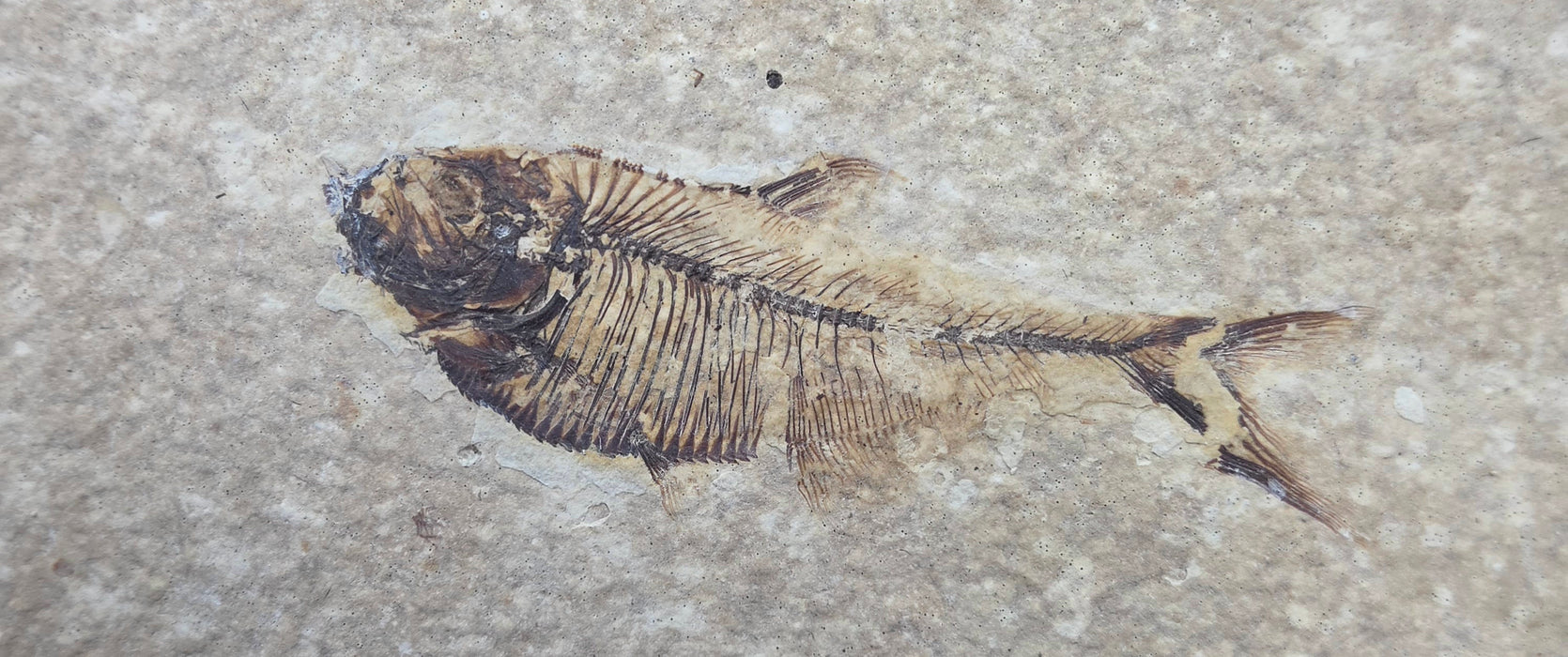 Juvenile Diplomystus dentatus | Green River Formation | Wyoming