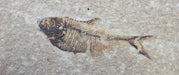 In Stone Fossils 