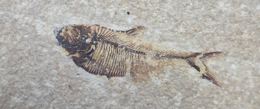 In Stone Fossils 