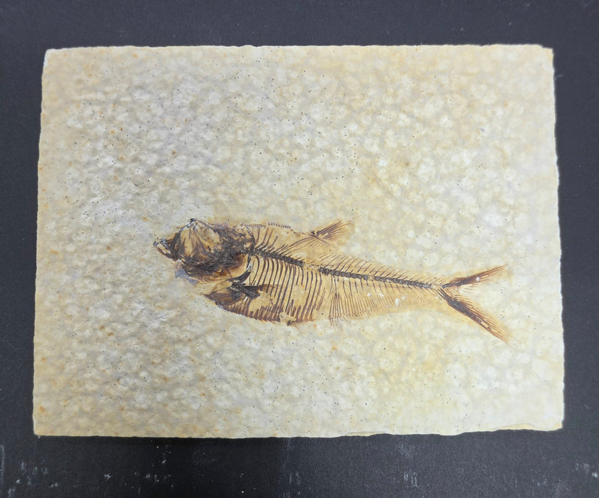 Juvenile Diplomystus dentatus | Green River Formation | Wyoming