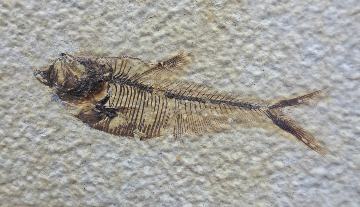 Juvenile Diplomystus dentatus | Green River Formation | Wyoming