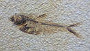 In Stone Fossils 