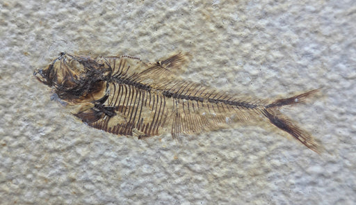 In Stone Fossils 