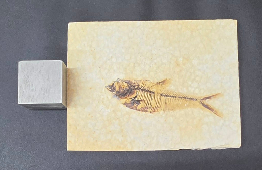 Juvenile Diplomystus dentatus | Green River Formation | Wyoming