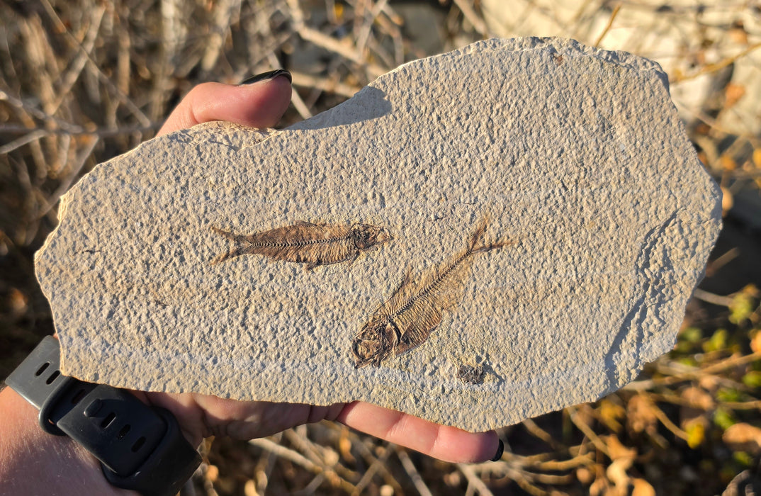 2.75" Diplomystus dentatus and 2.5" Knightia eocaena | 100% Natural | Green River Formation | Wyoming