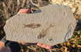 In Stone Fossils 