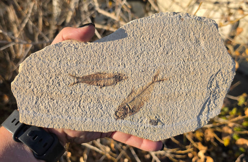 In Stone Fossils 