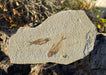 In Stone Fossils 