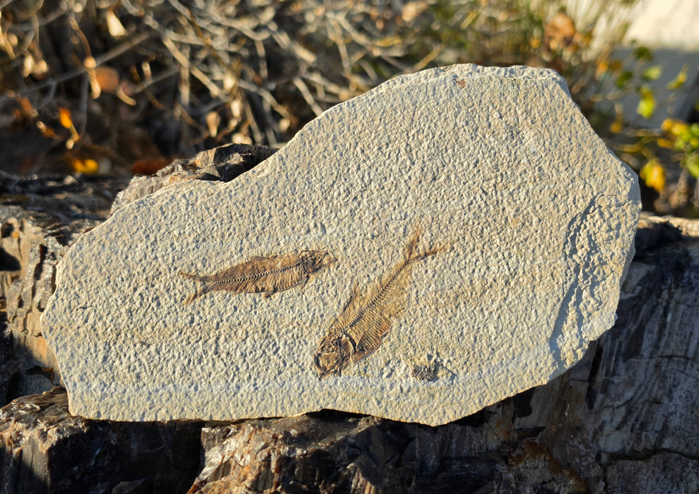 2.75" Diplomystus dentatus and 2.5" Knightia eocaena | 100% Natural | Green River Formation | Wyoming
