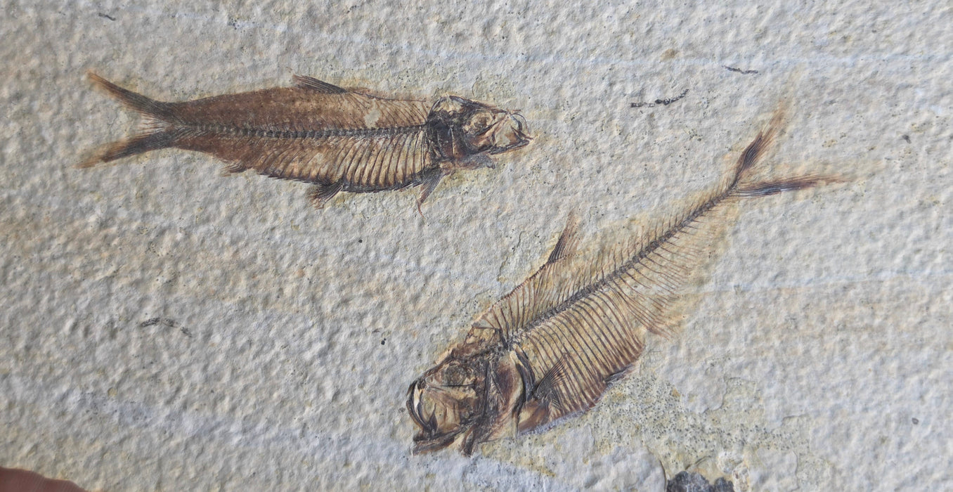 2.75" Diplomystus dentatus and 2.5" Knightia eocaena | 100% Natural | Green River Formation | Wyoming