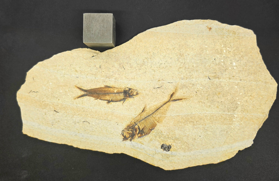 2.75" Diplomystus dentatus and 2.5" Knightia eocaena | 100% Natural | Green River Formation | Wyoming