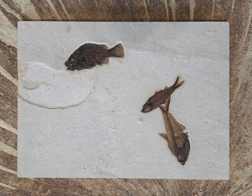 In Stone Fossils 