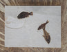 In Stone Fossils 
