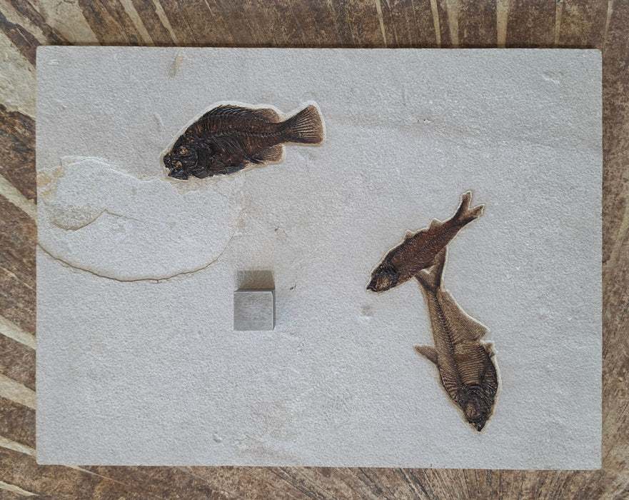 100% Natural Cockerellites liops, Knightia eocaena, and Diplomystus dentatus | Green River Formation | Wyoming