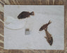 In Stone Fossils 