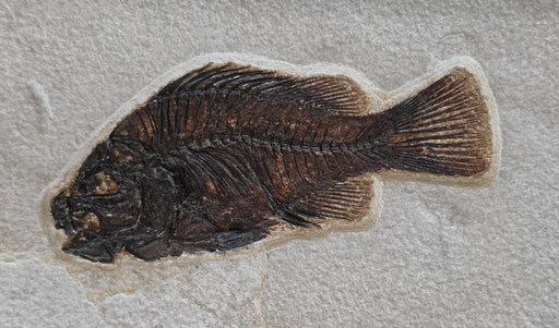 In Stone Fossils 