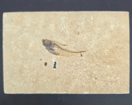 In Stone Fossils 