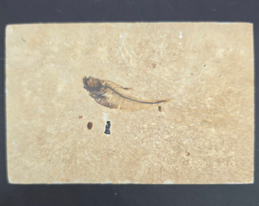 Juvenile Diplomystus dentatus | Green River Formation | Wyoming