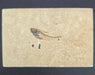 In Stone Fossils 