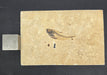 In Stone Fossils 