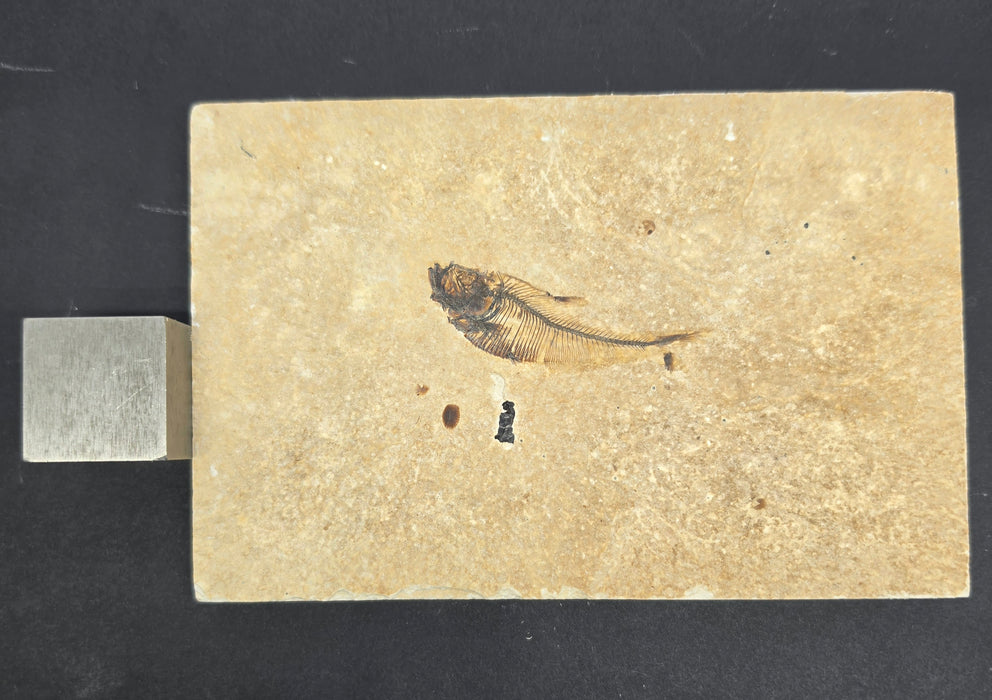 Juvenile Diplomystus dentatus | Green River Formation | Wyoming