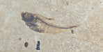 In Stone Fossils 