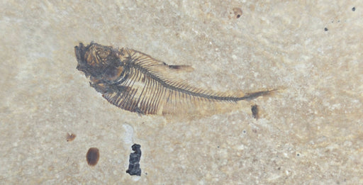 In Stone Fossils 