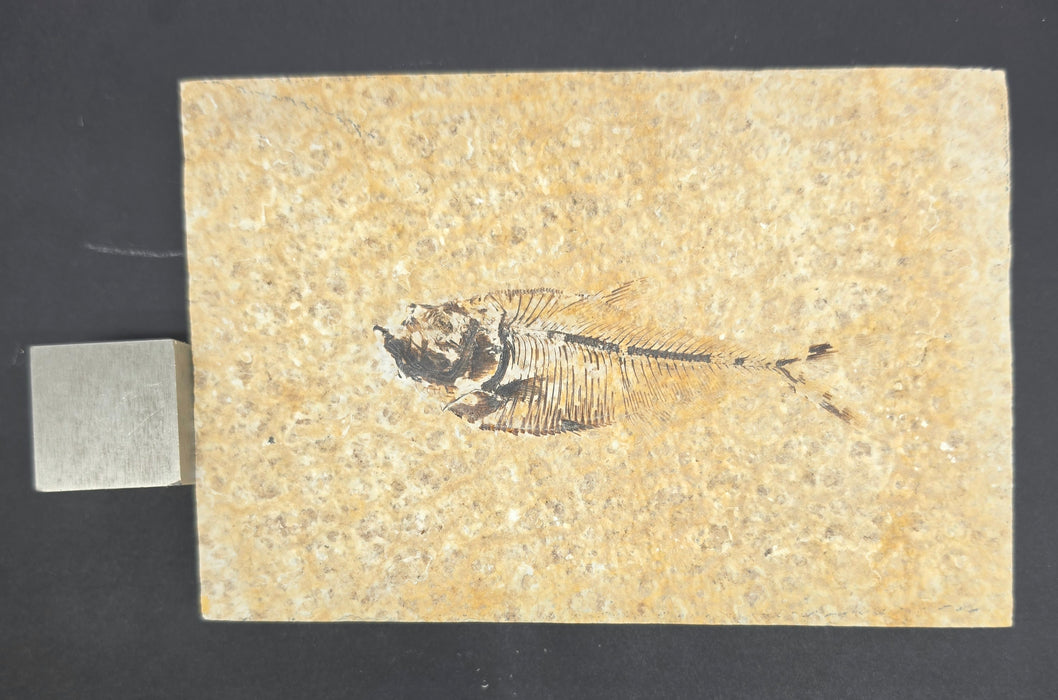 Juvenile Diplomystus dentatus | Green River Formation | Wyoming