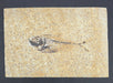 In Stone Fossils 
