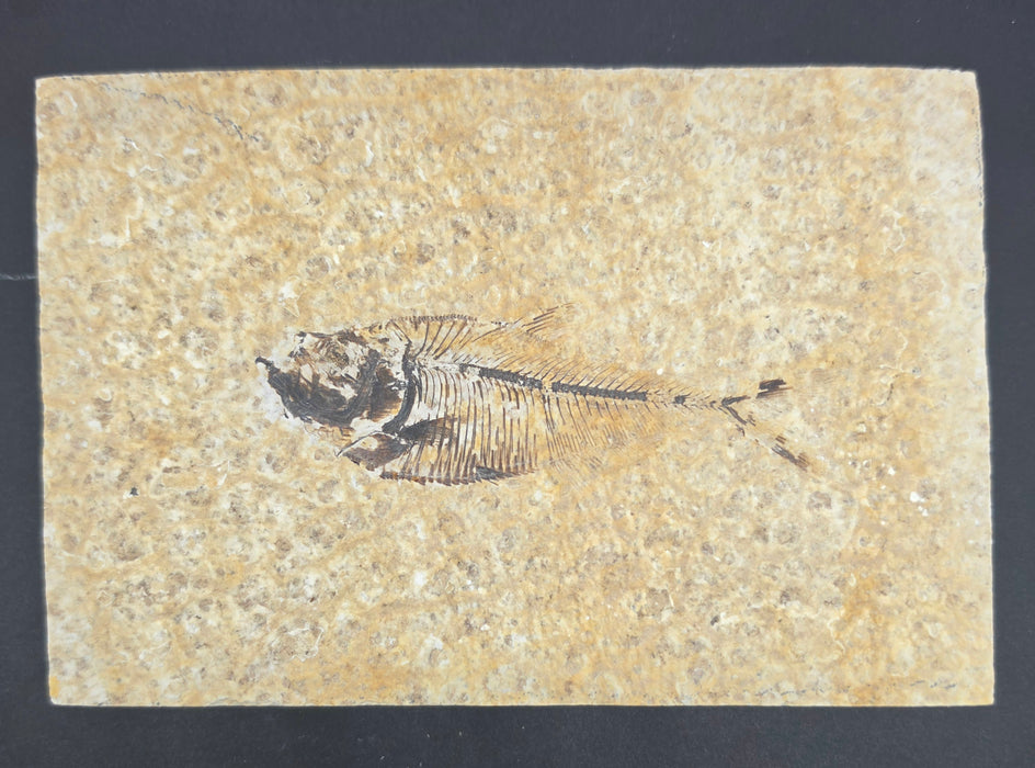 Juvenile Diplomystus dentatus | Green River Formation | Wyoming