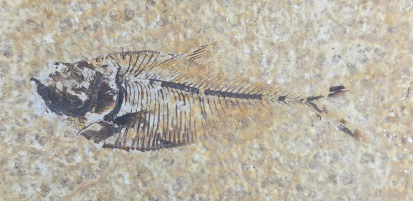 Juvenile Diplomystus dentatus | Green River Formation | Wyoming