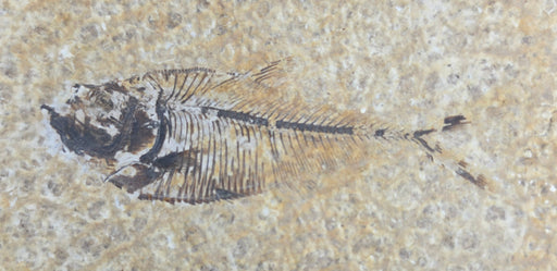In Stone Fossils 