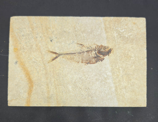 In Stone Fossils 