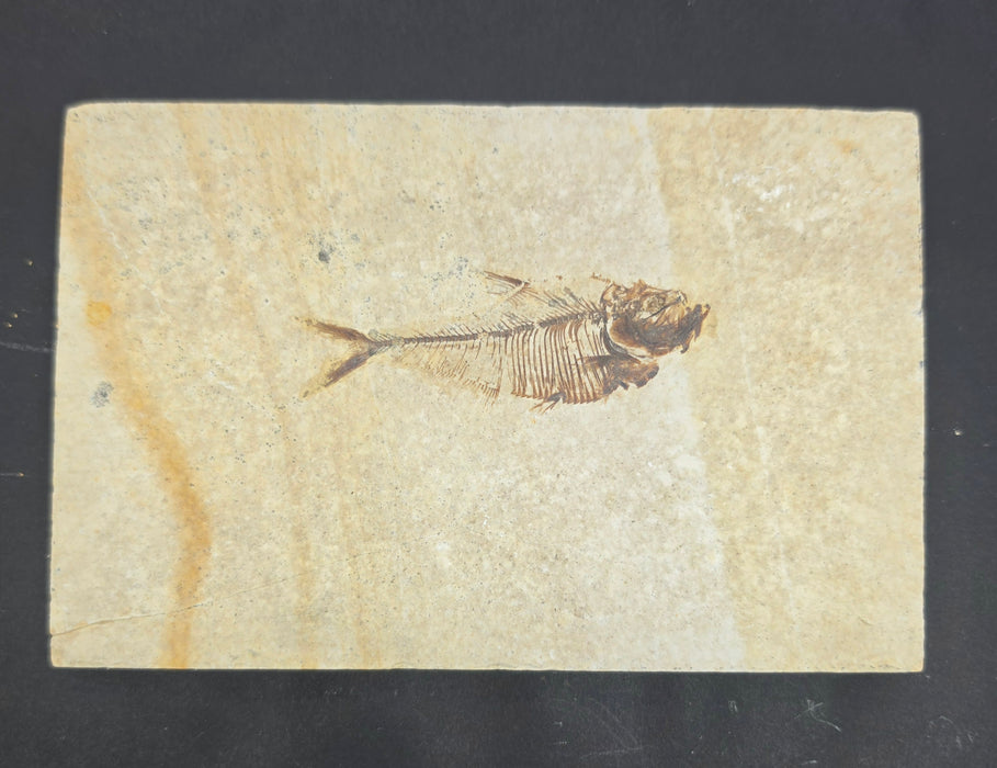 Juvenile Diplomystus dentatus | Green River Formation | Wyoming