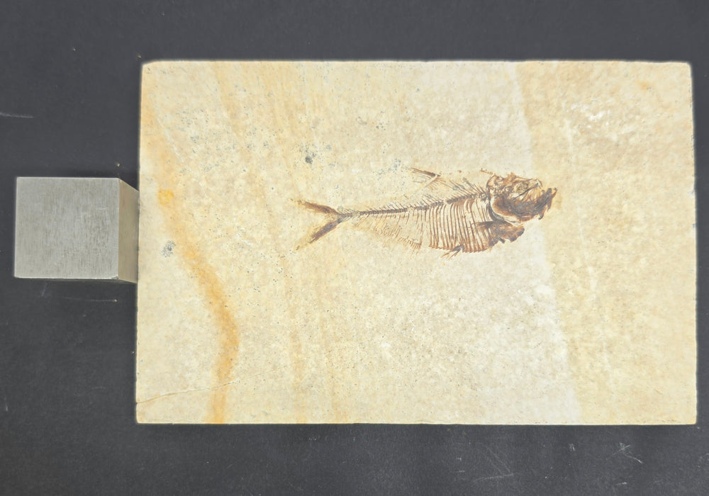 Juvenile Diplomystus dentatus | Green River Formation | Wyoming