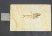 In Stone Fossils 