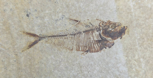In Stone Fossils 