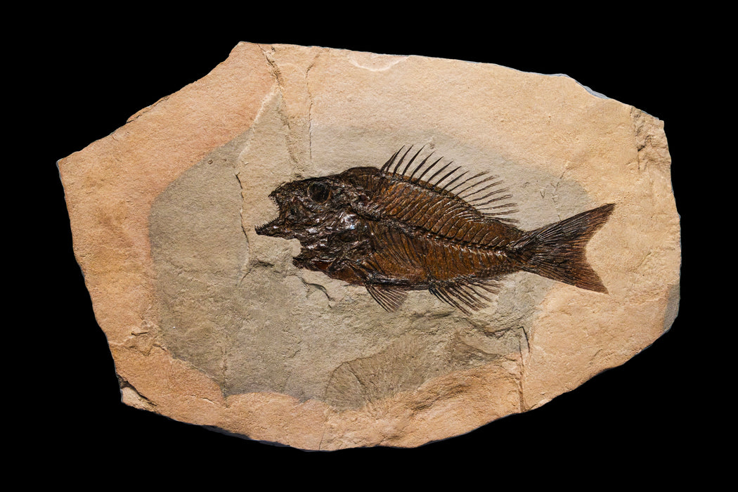 Rare Monte Bolca Fossil Fish | Italy