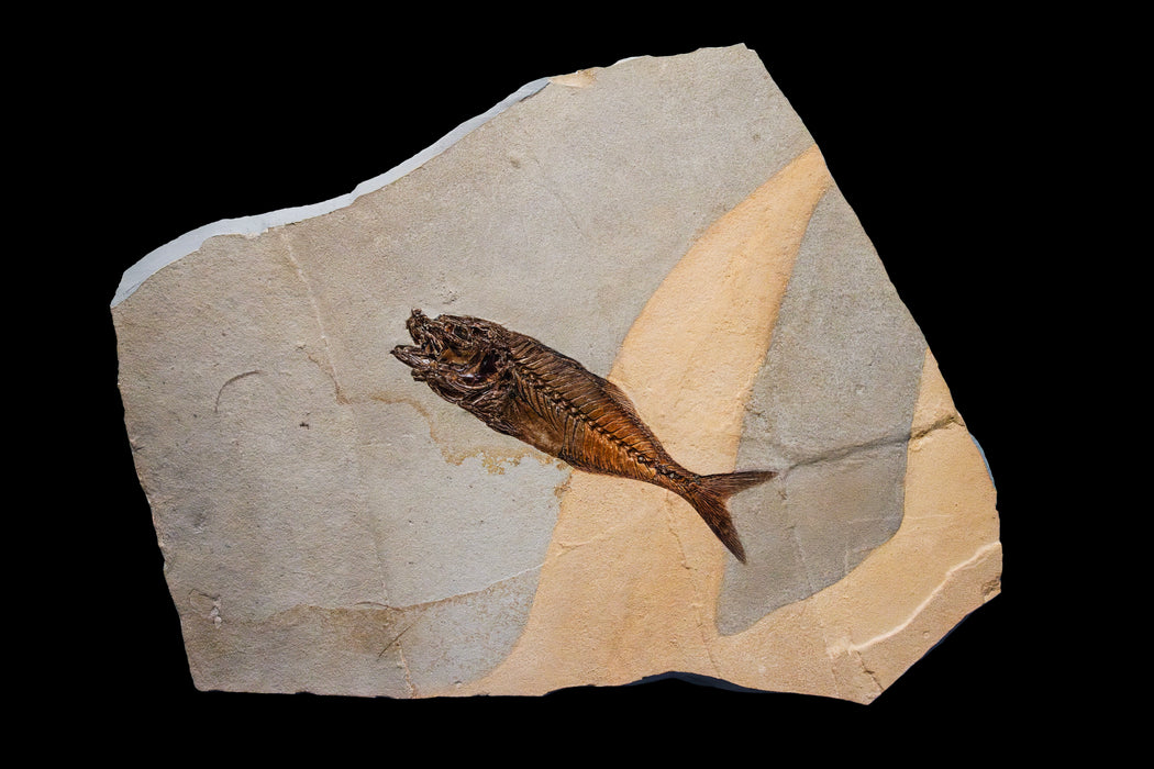 Rare Monte Bolca Fossil Fish | Italy