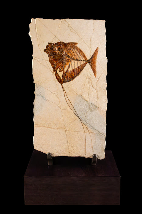 Rare Monte Bolca Fossil Fish | Mene rhombea | Italy