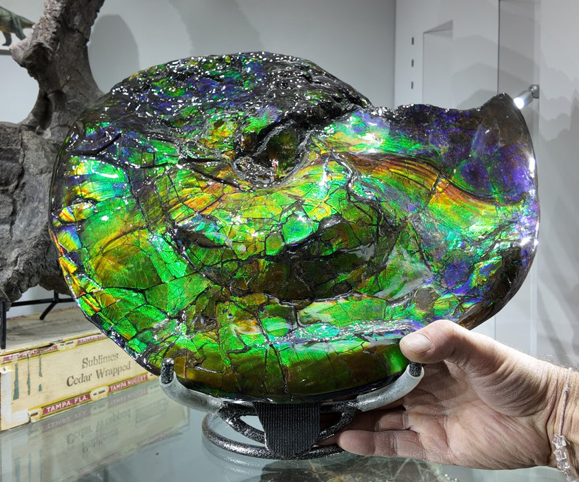 Canadian Ammonite with Ammolite Gem Specimen | Canada