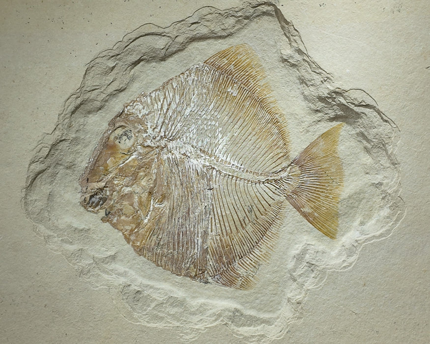 Pycnodont Fish Fossil