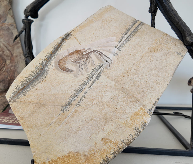 Antrimpos Sp  (fossil shrimp) | Germany | Restored