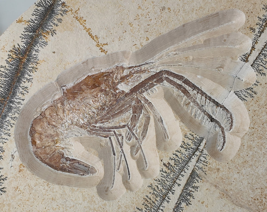 Antrimpos Sp  (fossil shrimp) | Germany | Restored