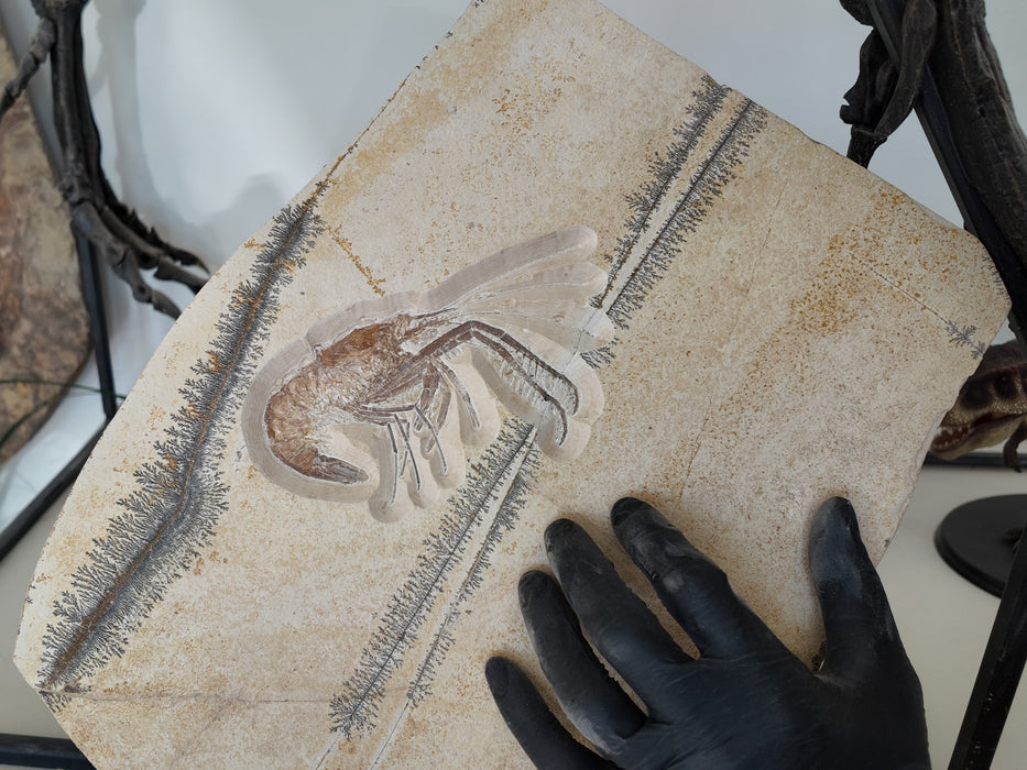 Antrimpos Sp  (fossil shrimp) | Germany | Restored